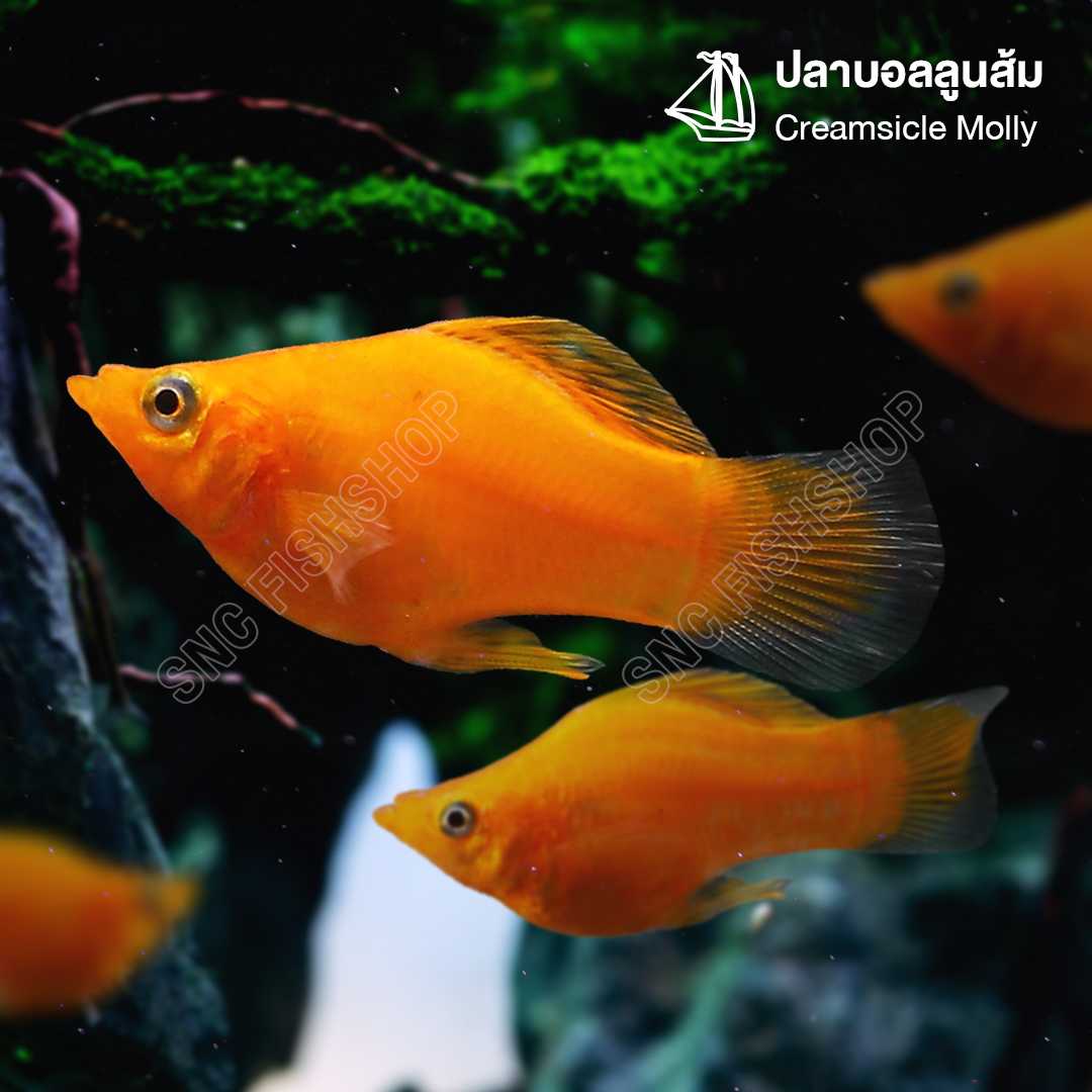 ปลาบอลลูนส้ม (Creamsicle Molly) ขายเซทละ 5ตัว/12ตัว ไซส์ประมาณ 2.5cm