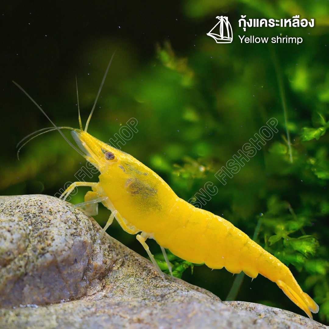 กุ้งแคระเหลือง ขายเซทละ 5ตัว/12ตัว ไซส์ 2cm