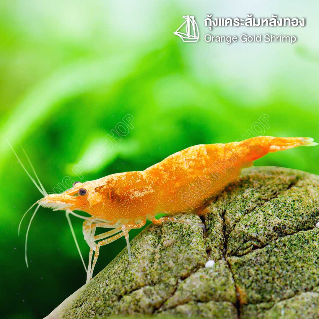 กุ้งแคระส้มหลังทอง ขายเซทละ 5ตัว/10ตัว ไซส์ 2cm