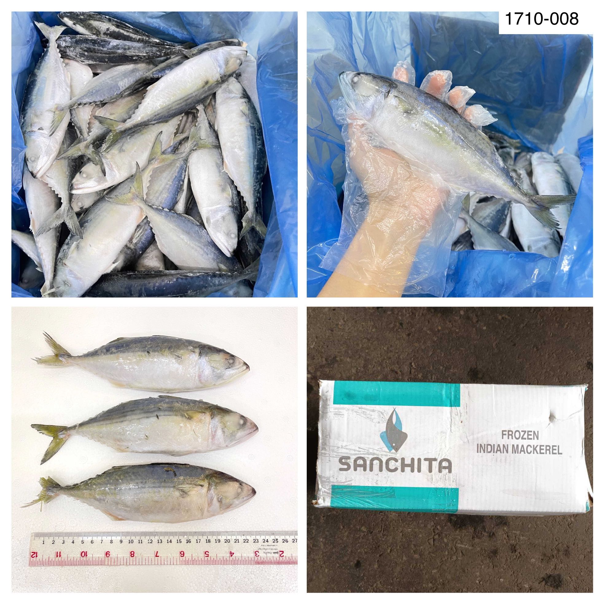 1710-008 ปลาทู อินเดีย4/6  SANCHITA [ 10 กก. ]