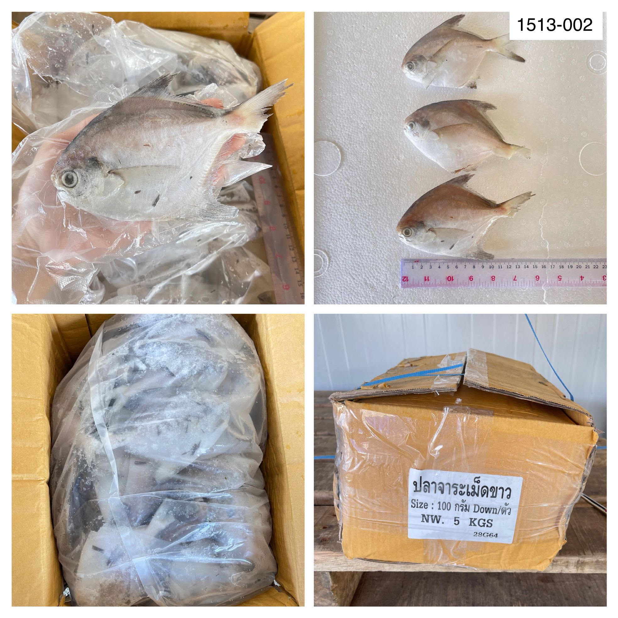 1513-002 ปลาจารเม็ดขาว 5 กก. [ ตัวละประมาณ 100 กรัม]