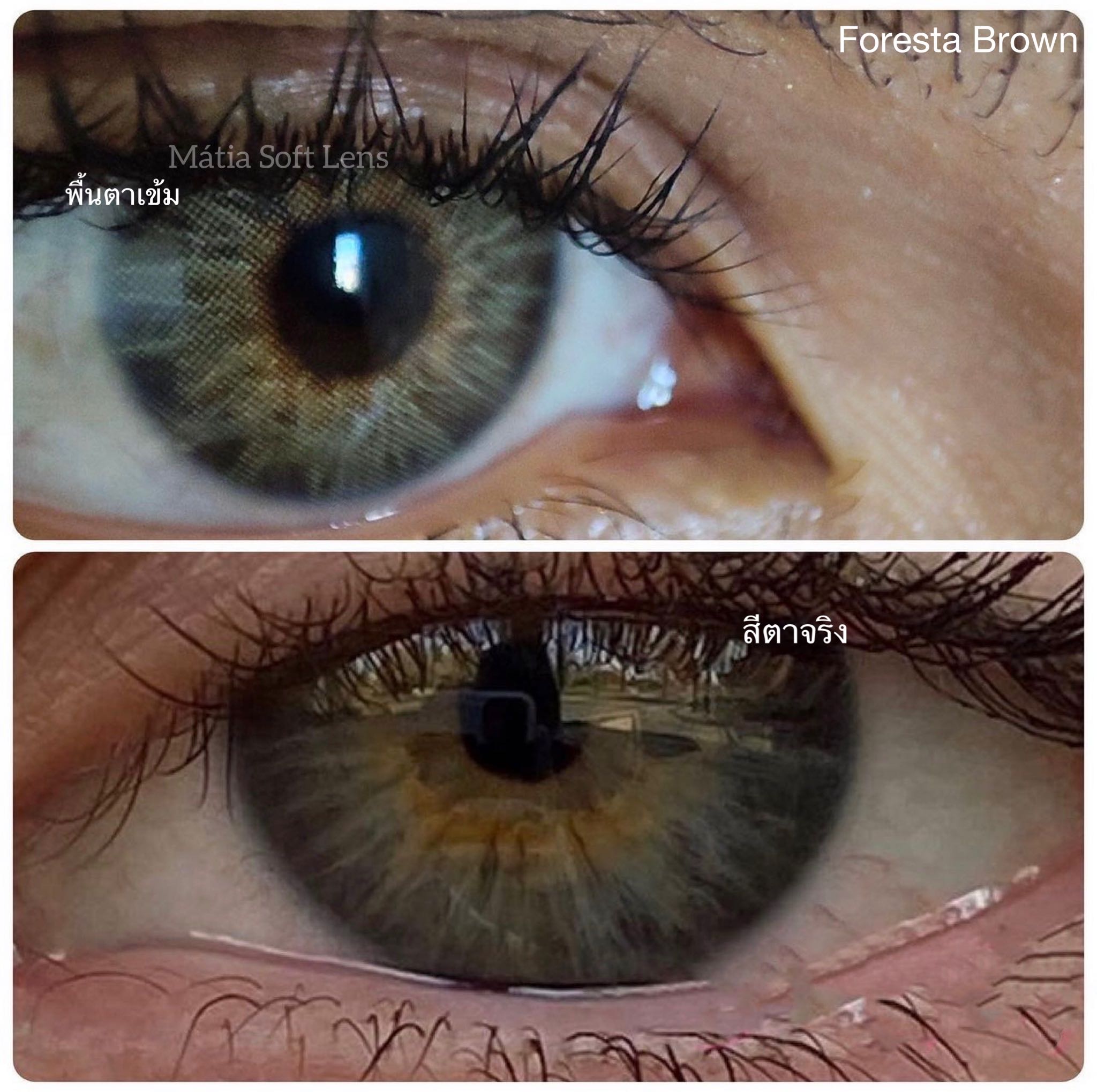 คอนแทคเลนส์รายปี สี Foresta Brown มีค่าสายตา