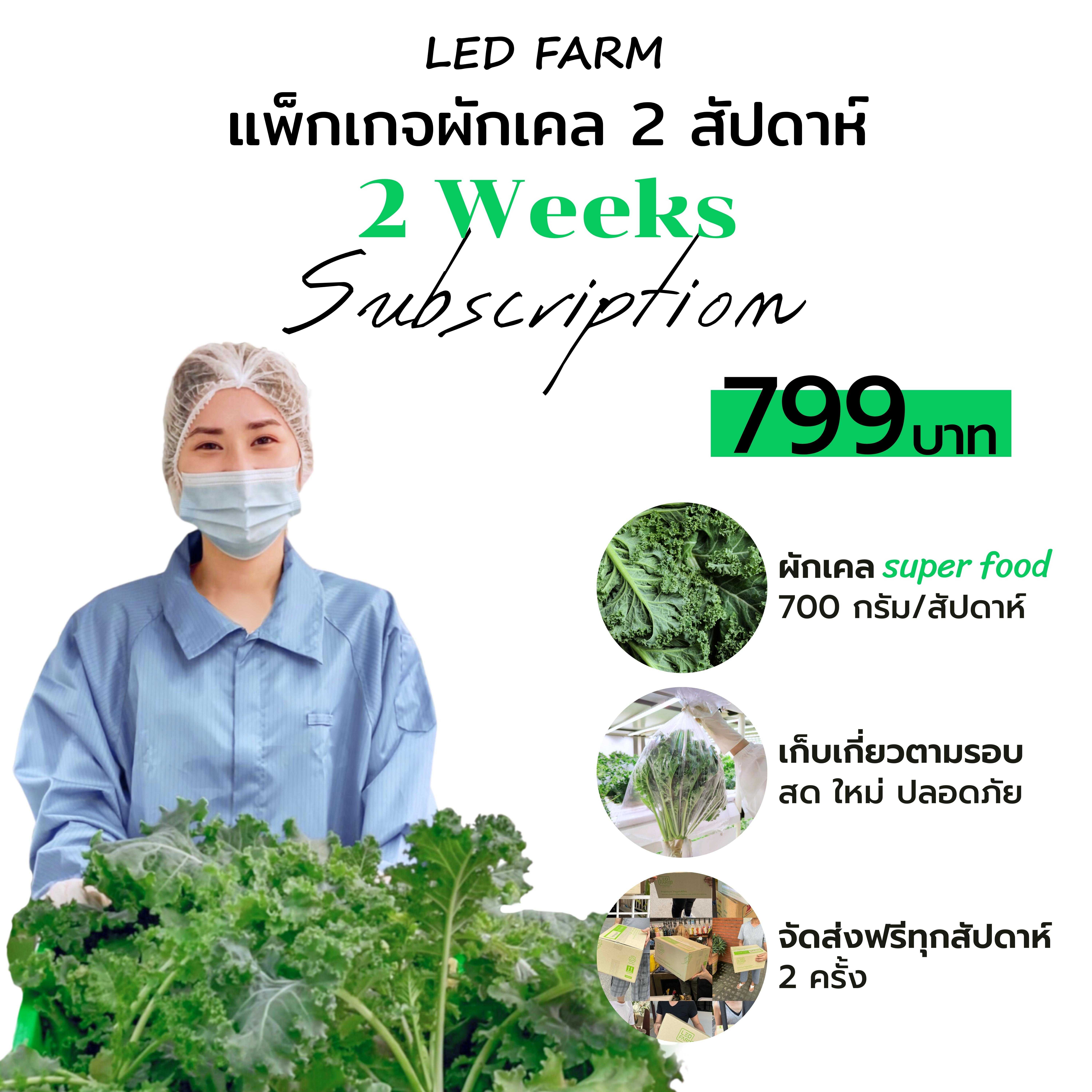 แพ็กเกจผักเคล 2 สัปดาห์  799บาท
