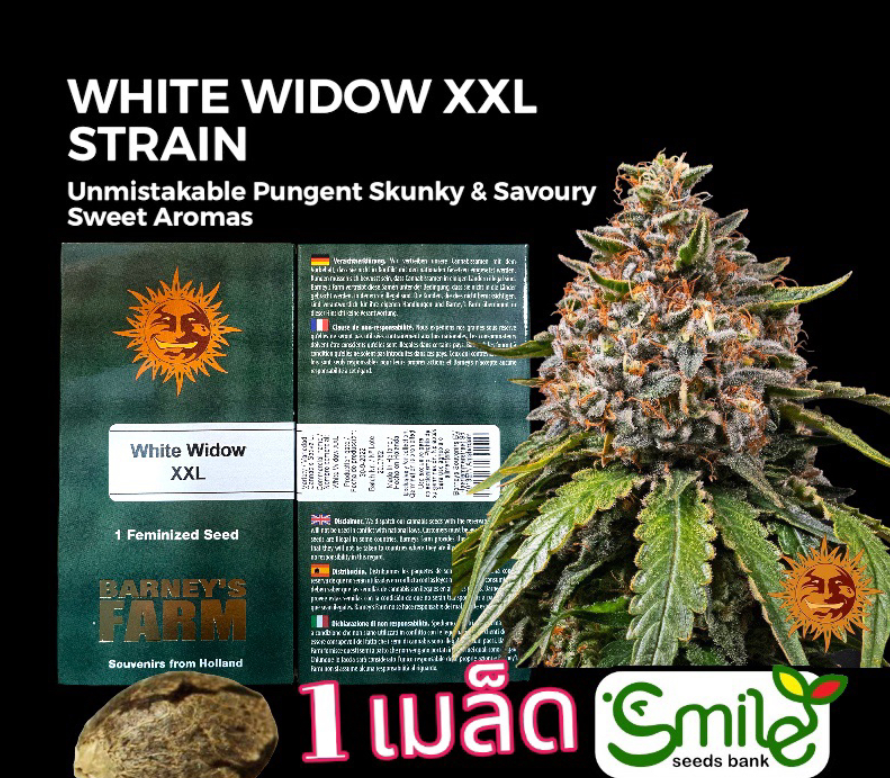 White Widow XXL Fem Pack 1 seed