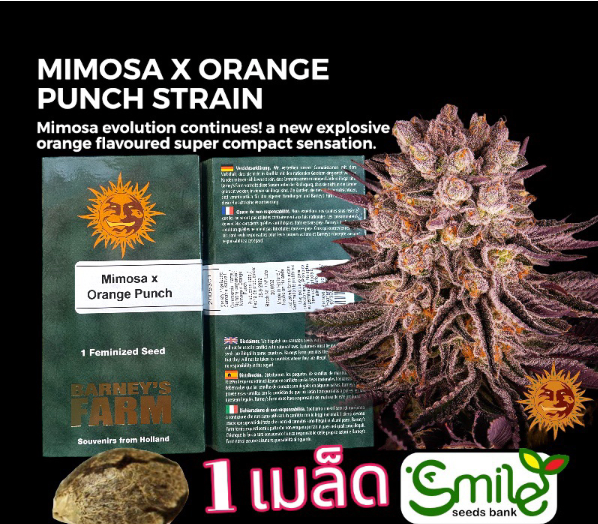 Mimosa x Orange Punch Fem 1 seed