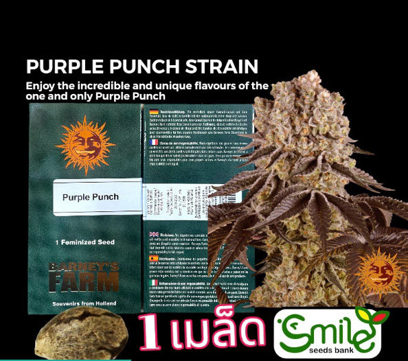 Purple Punch Fem Pack 1 seed
