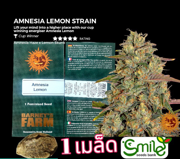 Amnesia Lemon Winner Cup  Fem Pack 1 seed