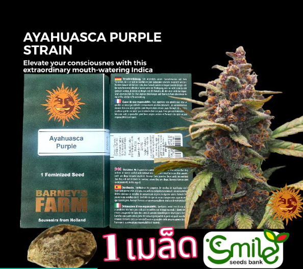 Ayahuasca Purple Fem Pack 1 seed