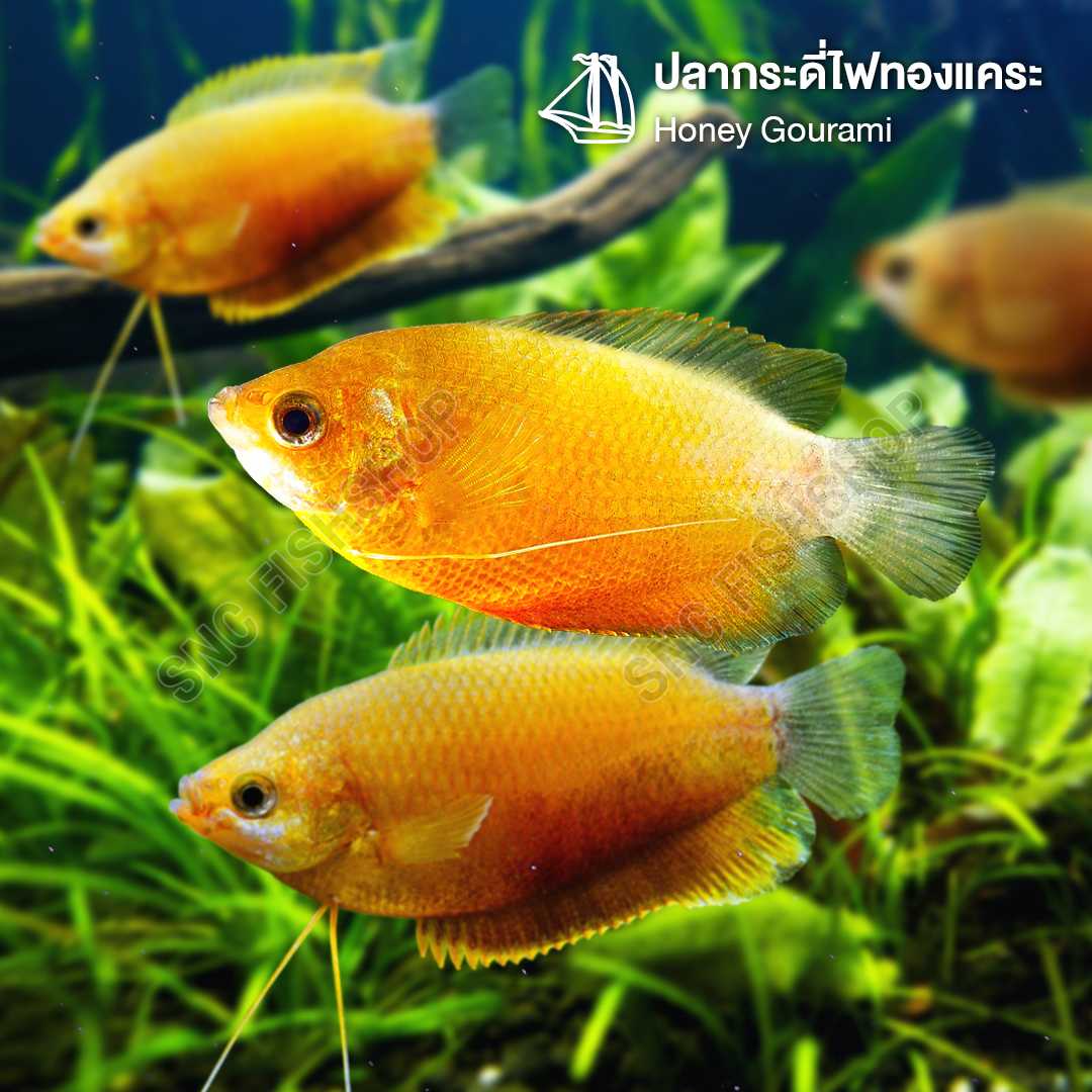 กระดี่ไฟทองแคระ (Honey Gourami) ขายเซทละ 5ตัว/12ตัว ไซส์ประมาณ 2cm.