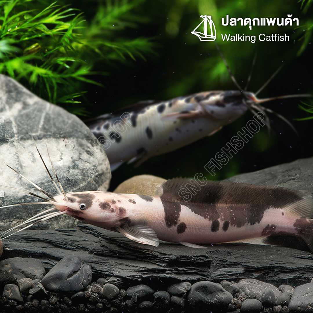 ปลาดุกแพนด้า (Walking Catfish) ขายเซทละ 2ตัว/4ตัว ไซส์ประมาณ 5cm