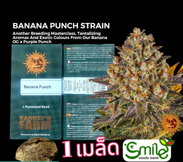 Banana Punch Fem Pack 1 seed