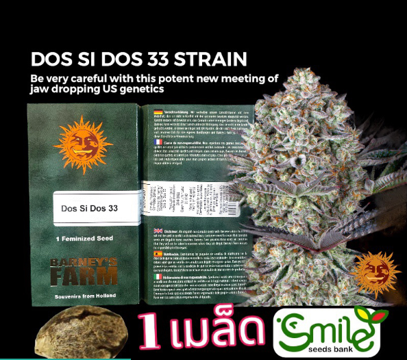 Dos Si Dos 33 Fem Pack 1 seed
