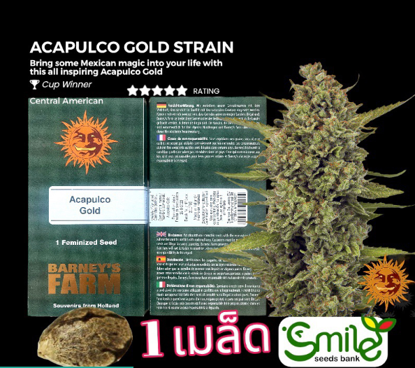 Acapulco Gold Winner Cup Fem 1 seed