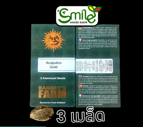 Acapulco Gold Winner Cup Fem 3 seed