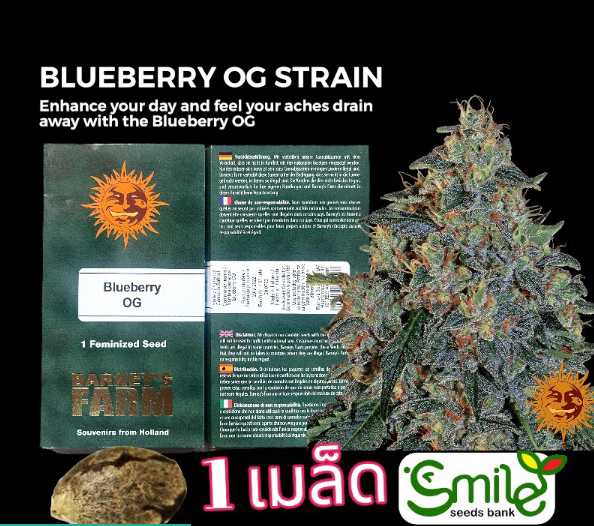 Blueberry OG Fem Pack 1 seed
