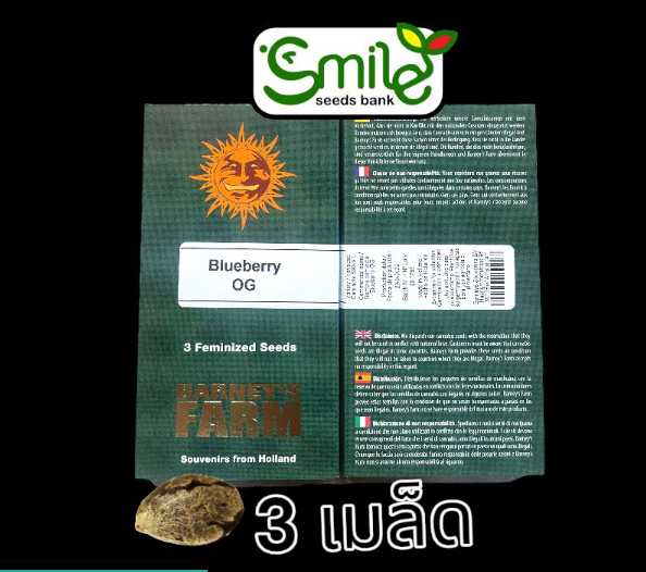 Blueberry OG Fem Pack 3 seed