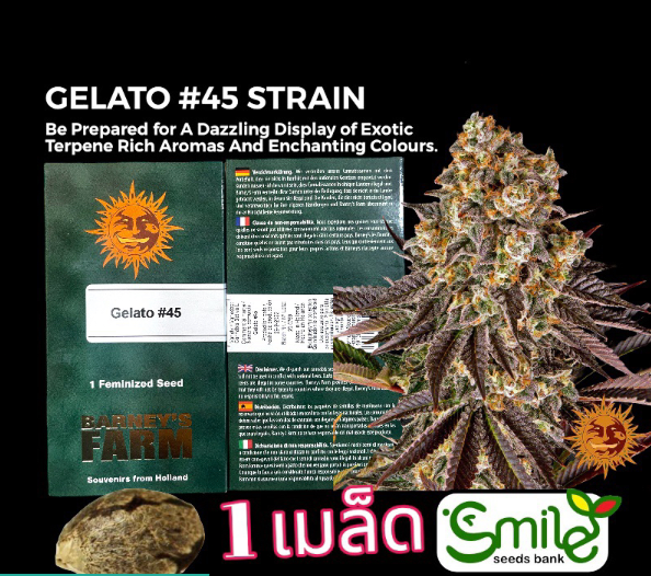 Gelato #45 Fem Pack 1 seed