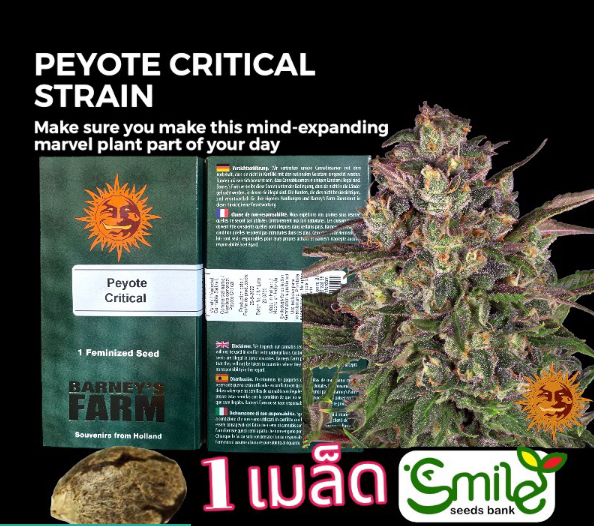 Peyote Critical Fem Pack 1 seed
