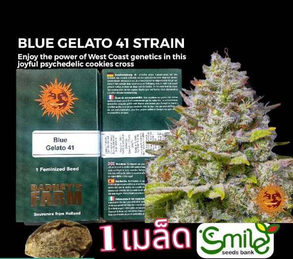 Blue Gelato 41 Fem Pack 3 seed