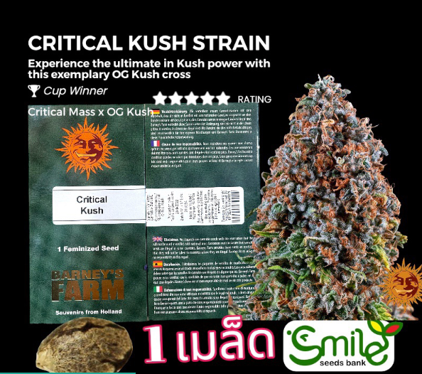 Critical Kushh Winner Cup Fem Pack 1 seed