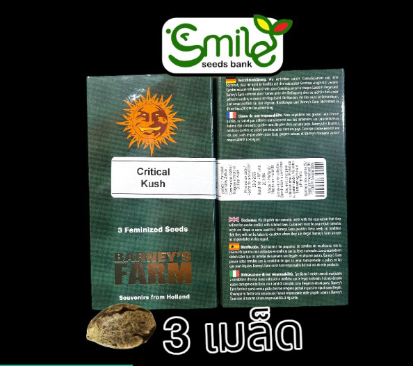 Critical Kushh Winner Cup Fem Pack 3 seeds