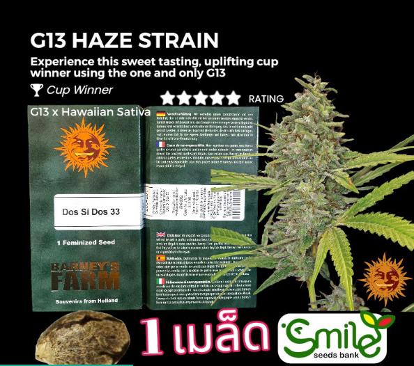 G13 Haze Winner Cup Fem Pack 1 seed
