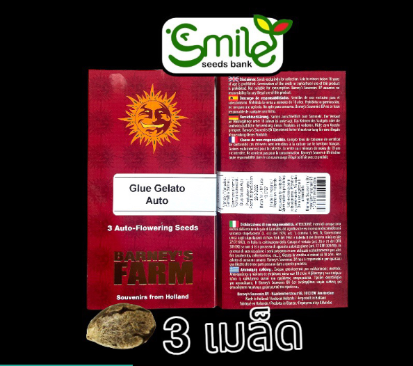Glue Gelato Auto Pack 3 seeds