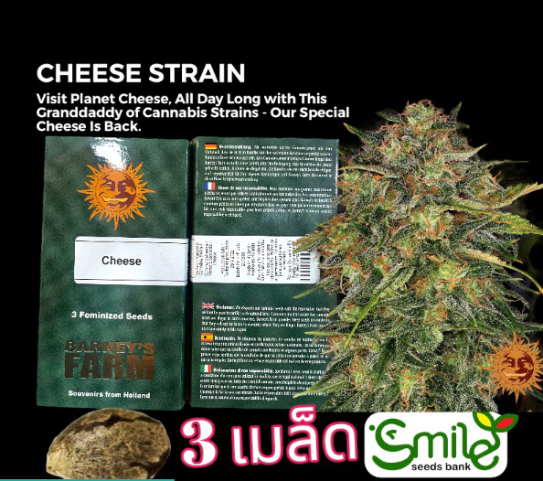 Cheese Fem Pack 3 seeds