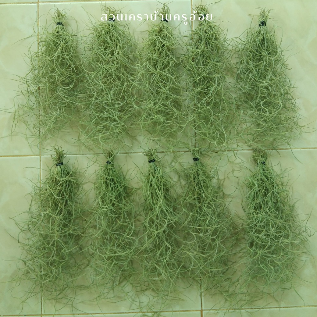 สวนเคราบ้านครูอ้อย  l Spanish moss มอสสเปน  เคราฤษี จำนวน 10 พวง