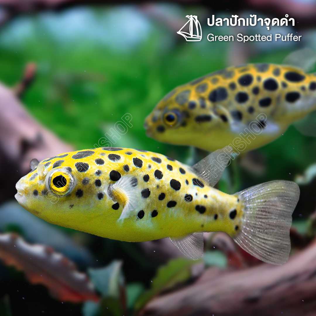 ปลาฟิชโช่ ปลาปักเป้าจุดดำ (Green Spotted Puffer) ขายเซทละ 2ตัว/5ตัว ไซส์ประมาณ 3cm
