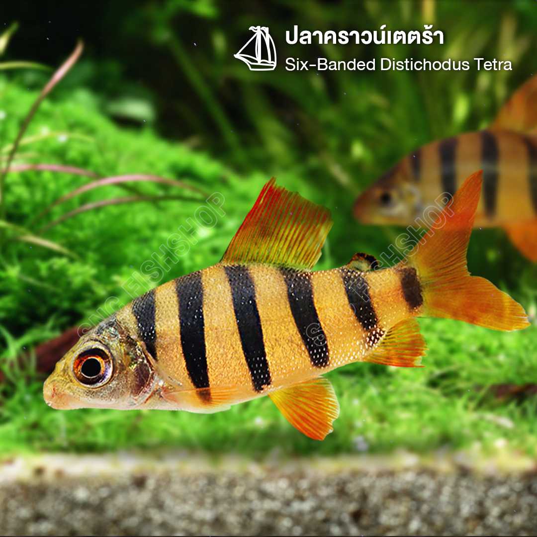 ปลาคราวน์เตตร้า (Six-Banded Distichodus Tetra) ขายเซทละ 1ตัว/2ตัว ไซส์ประมาณ 5cm.