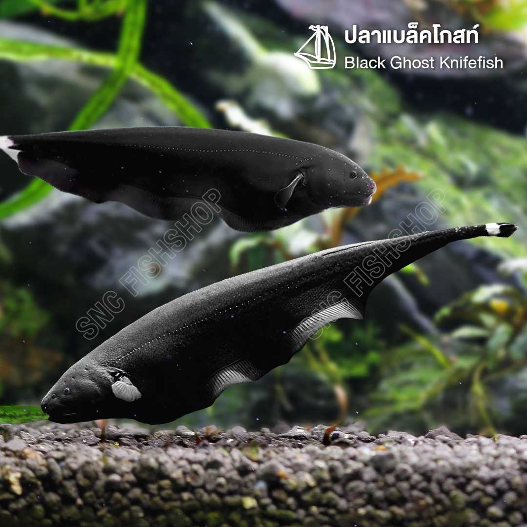 ปลาแบล็คโกสท์ (Black Ghost Knifefish) ขายเซท 2ตัว/5ตัว ไซส์ประมาณ 8cm