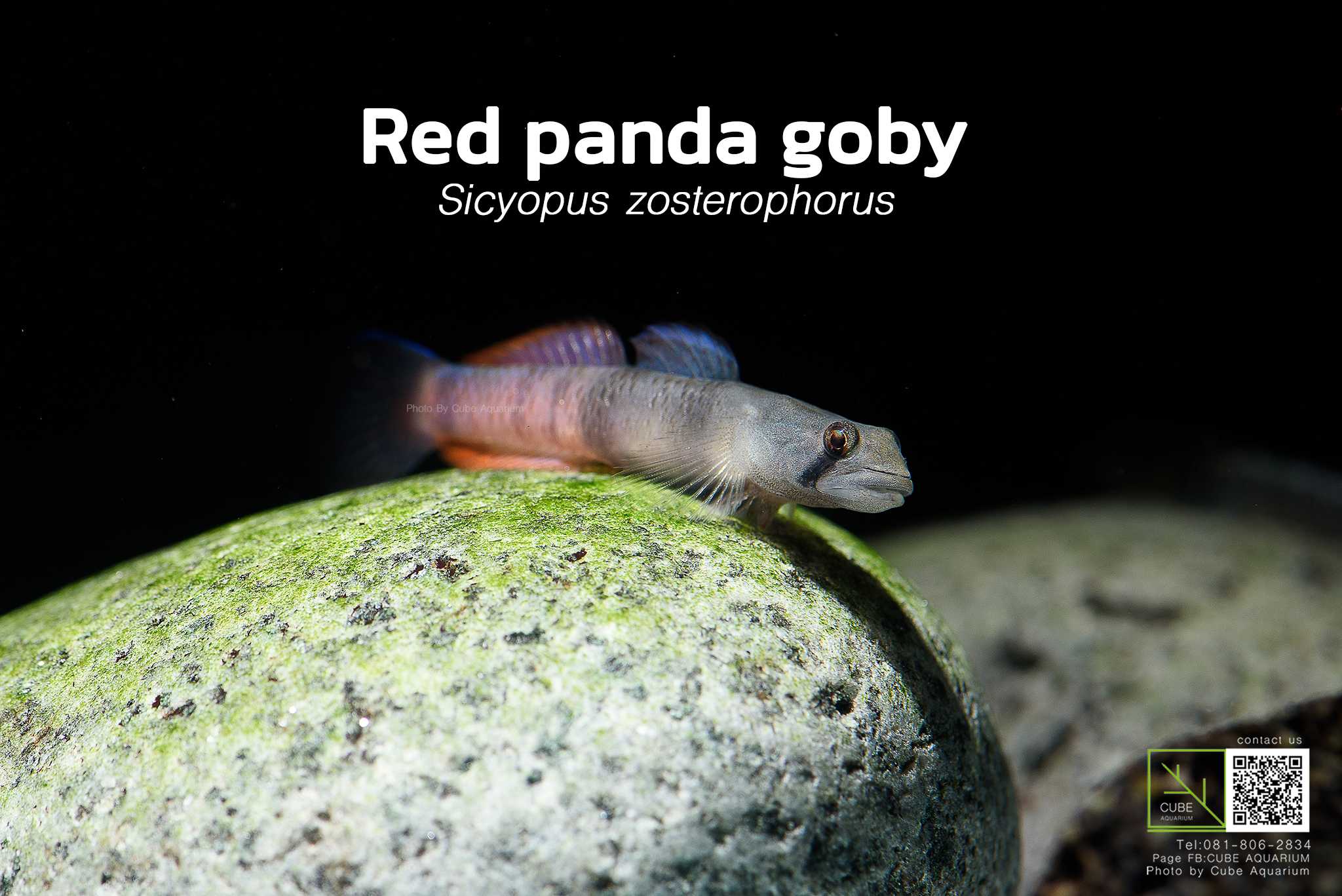 ปลาบู่แคระRed panda goby (Sicyopus zosterophorus) 1.5นิ้ว
