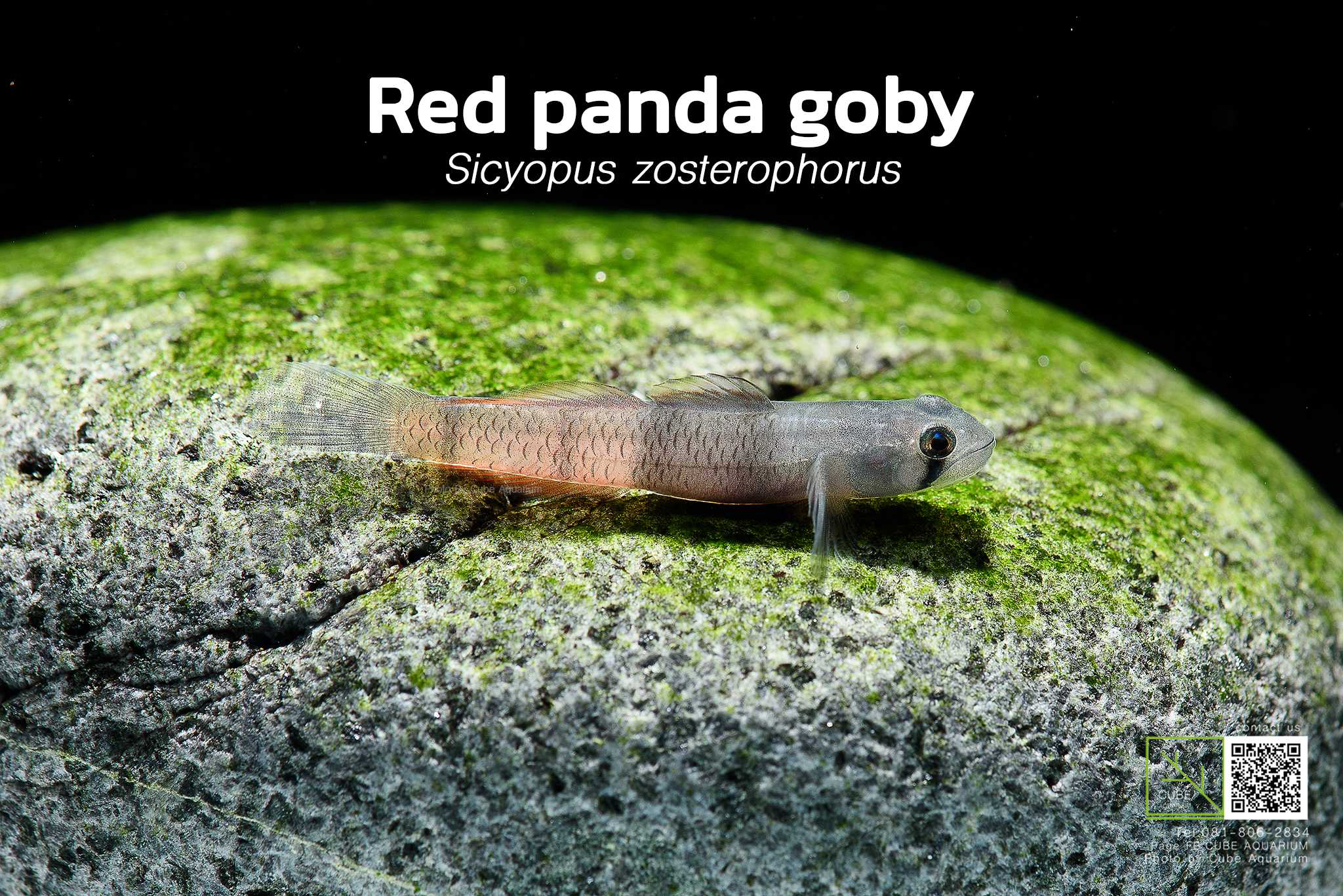 ปลาบู่แคระRed panda goby (Sicyopus zosterophorus) 1.5นิ้ว