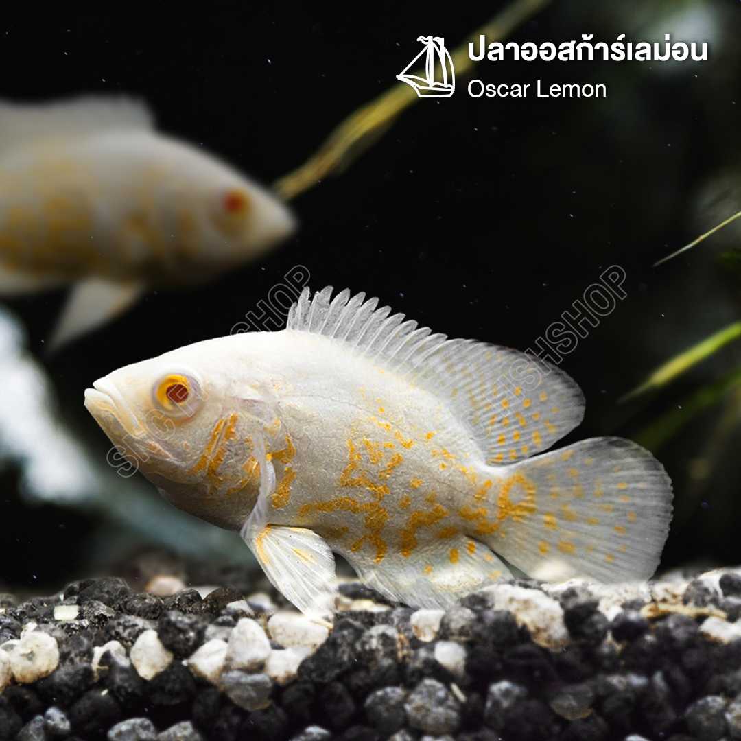 ออสก้าร์เลม่อน (American Cichlid – Oscar Lemon) ขายเซทละ 1ตัว/2ตัว ไซส์ประมาณ 6cm.