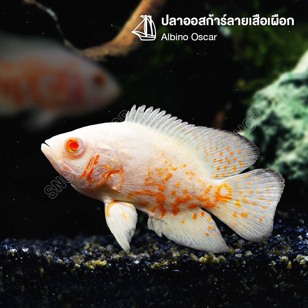 ปลาออสก้าร์ลายเสือเผือก (Albino Oscar) ขายเซทละ 2ตัว/5ตัว ไซส์ประมาณ 3นิ้ว