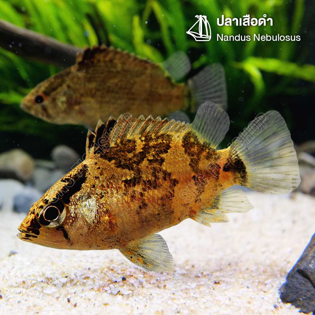 ปลาเสือดำ (Nandus Nebulosus) ขายเซทละ 2ตัว/5ตัว ไซส์ประมาณ 3cm.