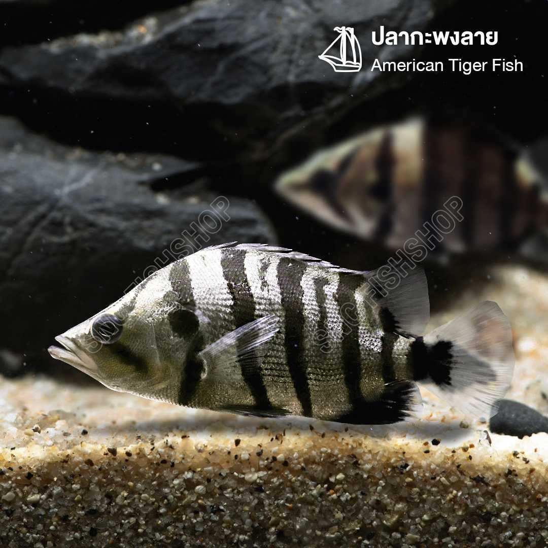 ปลากะพงลาย (American Tiger Fish) ไซส์ประมาณ 12-15cm./15-25cm. (1ตัว)
