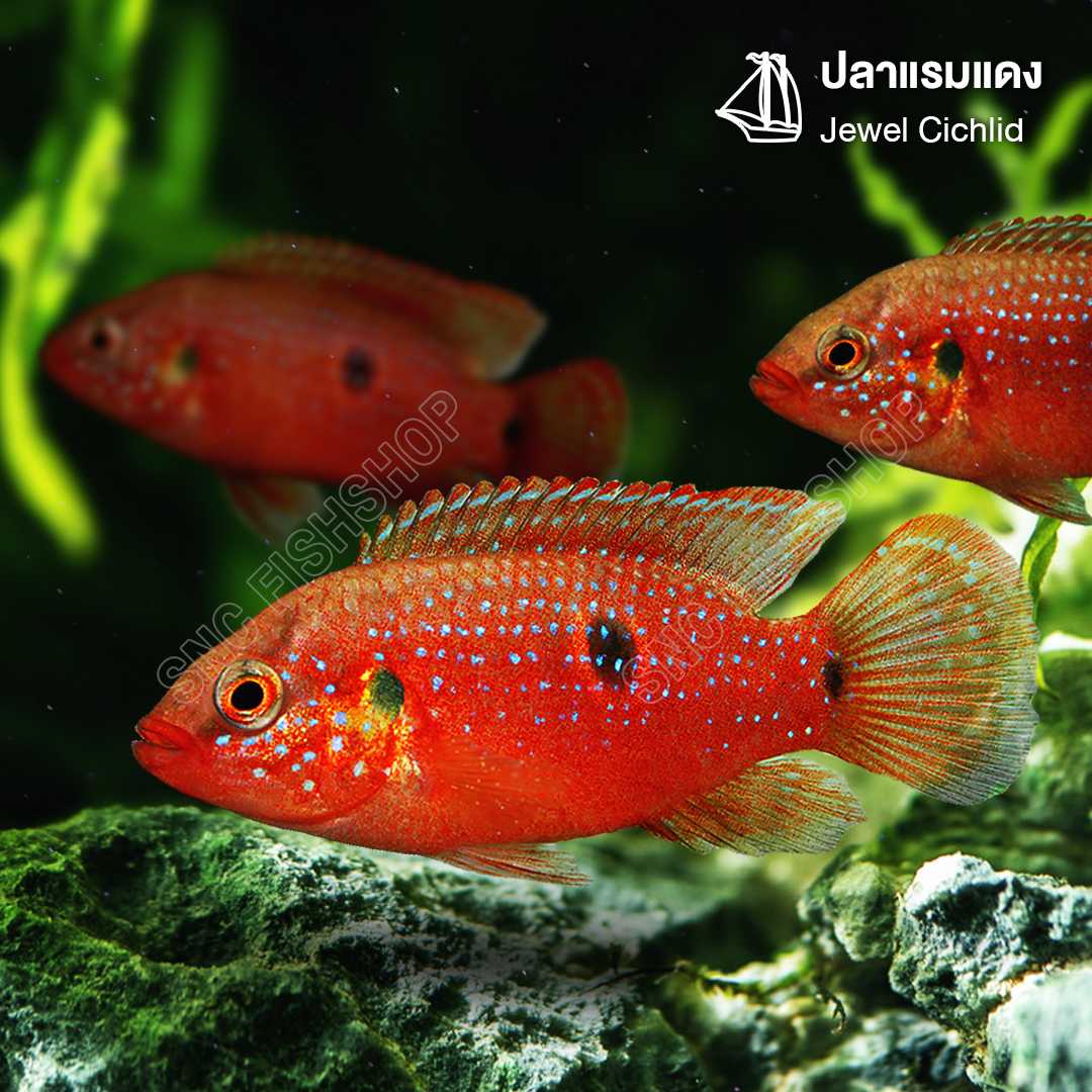 ปลาแรมแดง (Jewel Cichlid) ขายเซทละ 2ตัว/5ตัว  ไซส์ประมาณ 2.5cm.
