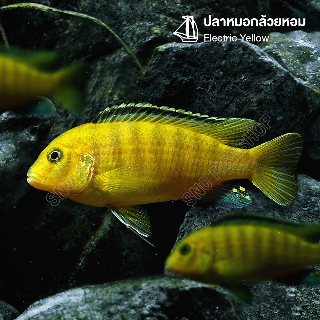 ปลาหมอกล้วยหอม (Electric Yellow ) ขายเซทละ 1ตัว/2ตัว ไซส์ประมาณ 4นิ้ว
