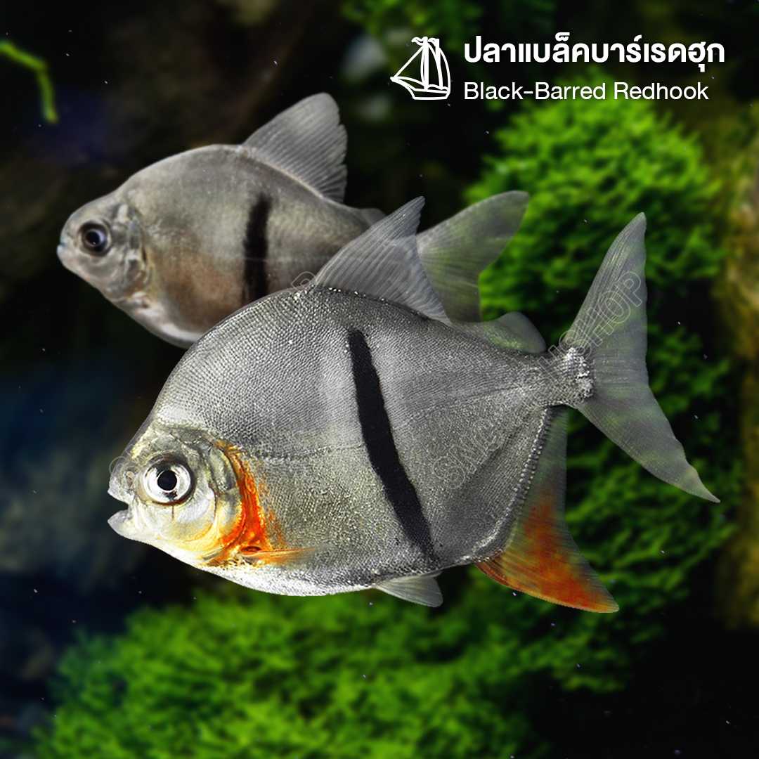 ปลาแบล็คบาร์เรดฮุก (Black-Barred Redhook) ขายเซทละ 2ตัว ไซส์ประมาณ 4cm.