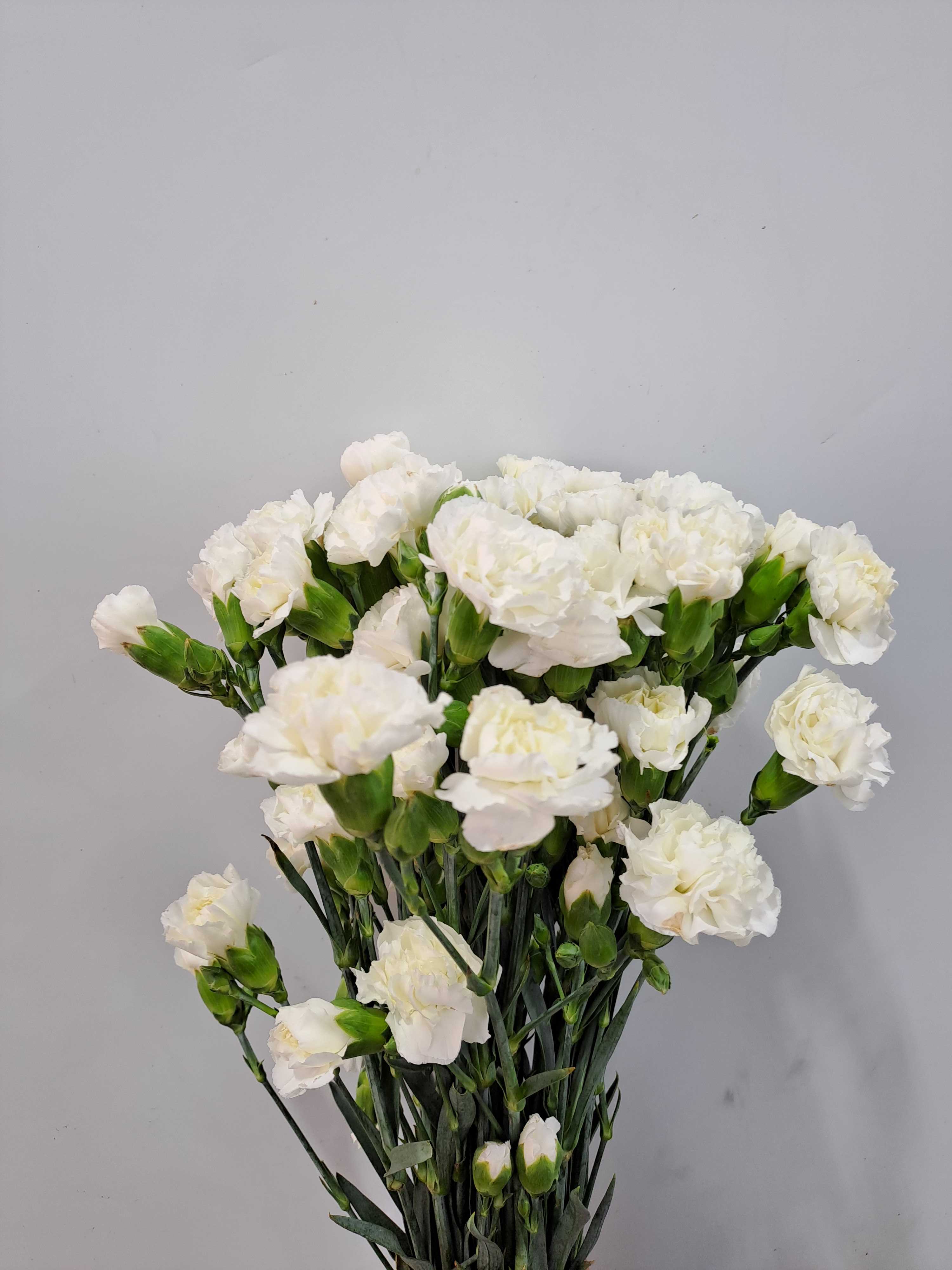 สเปรย์​ (Spray Carnation)