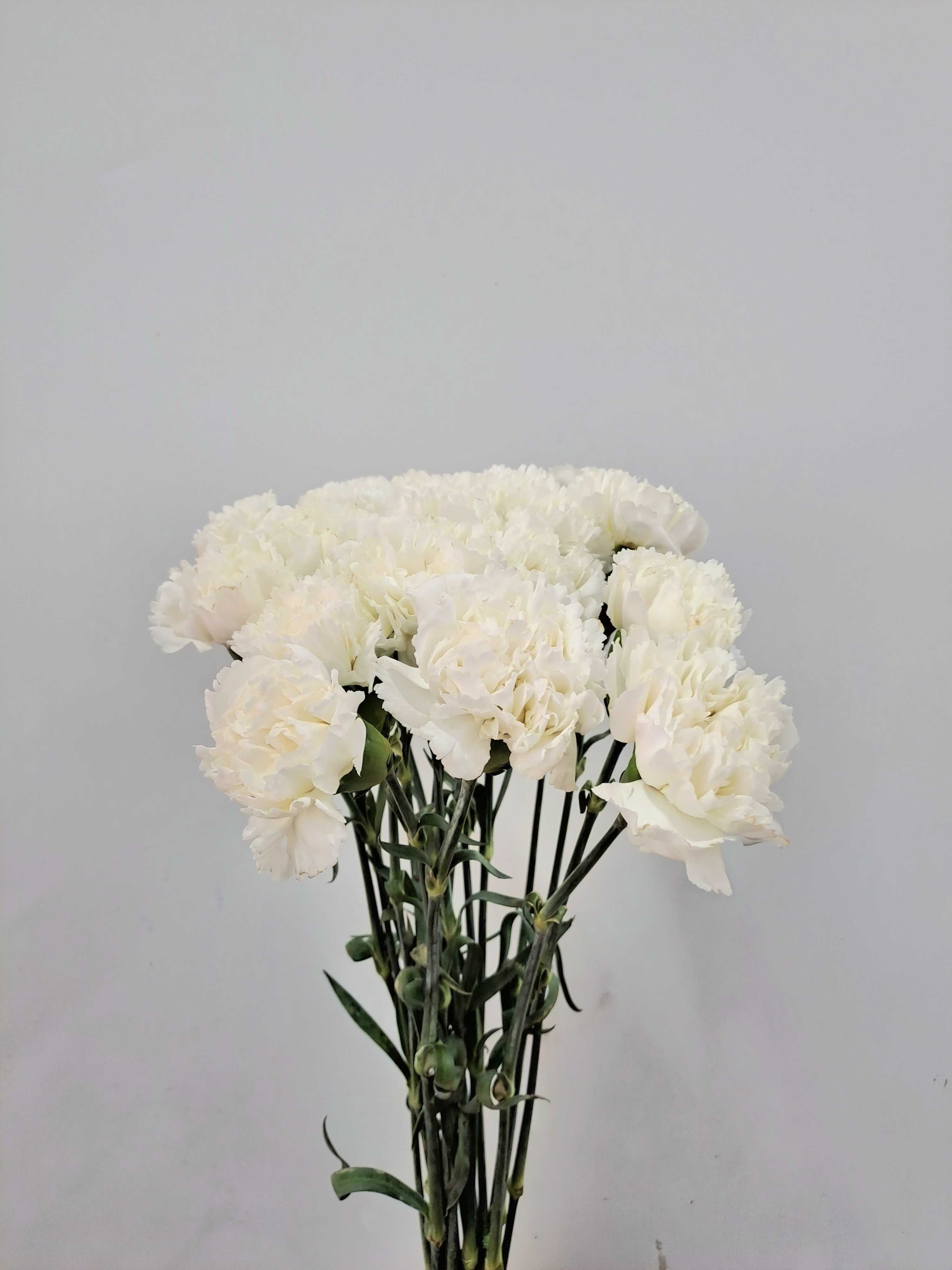 คาเนชั่น(ST Carnation)