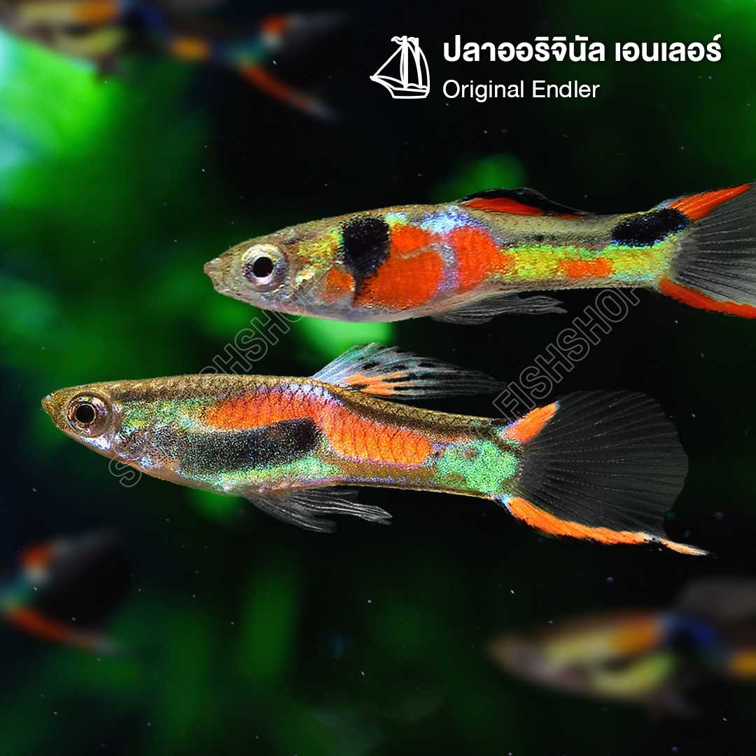 ออริจินัล เอนเลอร์ (Original Endler) ขายเซทละ 6ตัว/12ตัว ไซส์ประมาณ 1.5cm