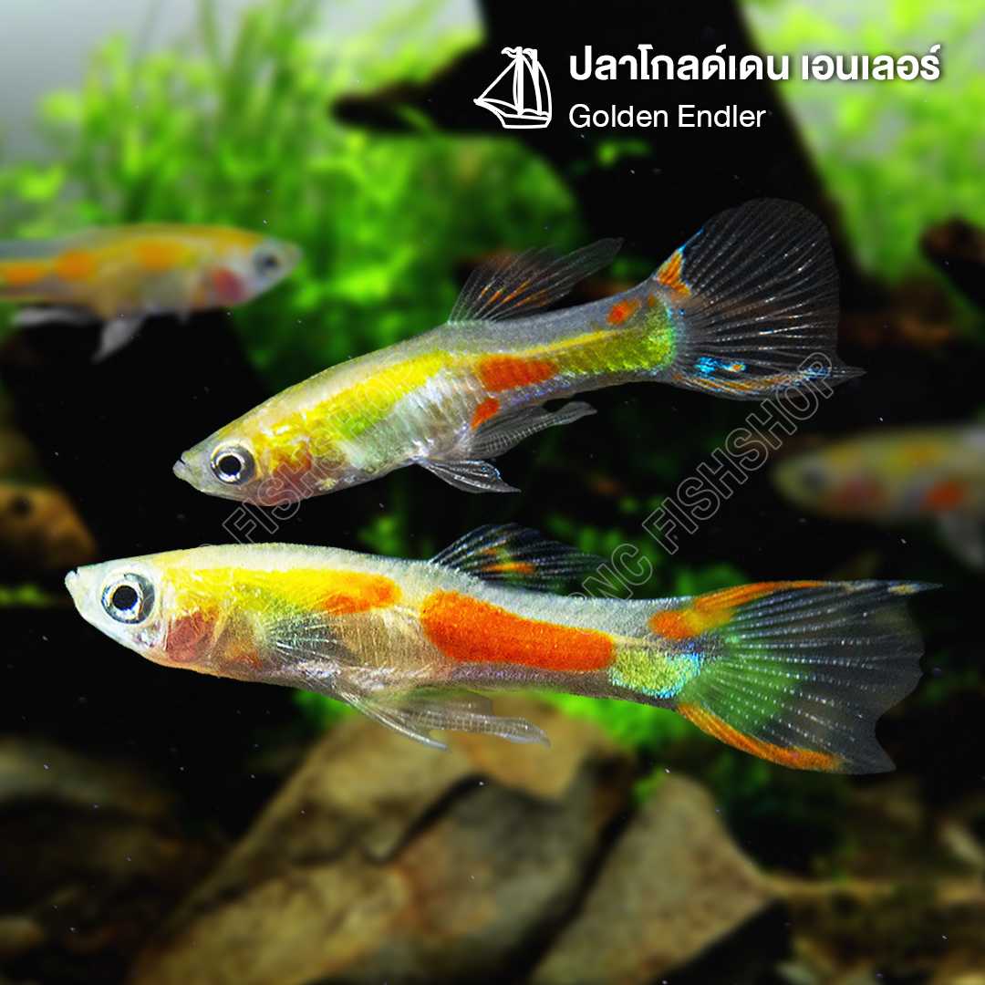 โกลด์เดน เอนเลอร์ (Golden Endler) ขายเซทละ 6ตัว/12ตัว ไซส์ประมาณ 2cm