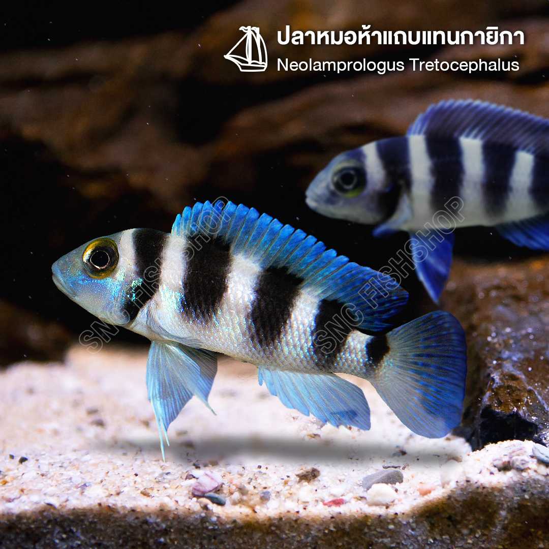 ปลาหมอห้าแถบแทนกายิกา (Neolamprologus Tretocephalus) ขายเซทละ 3ตัว/7ตัว ไซส์ประมาณ 4cm.