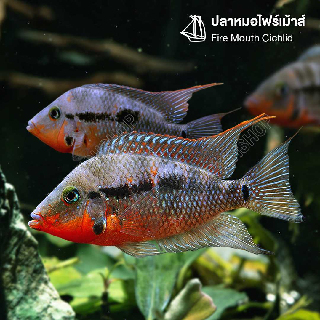 ปลาหมอไฟร์เม้าส์ (Fire Mouth Chiclid) ขายเซทละ 1ตัว/2ตัว ไซส์ประมาณ 6cm.