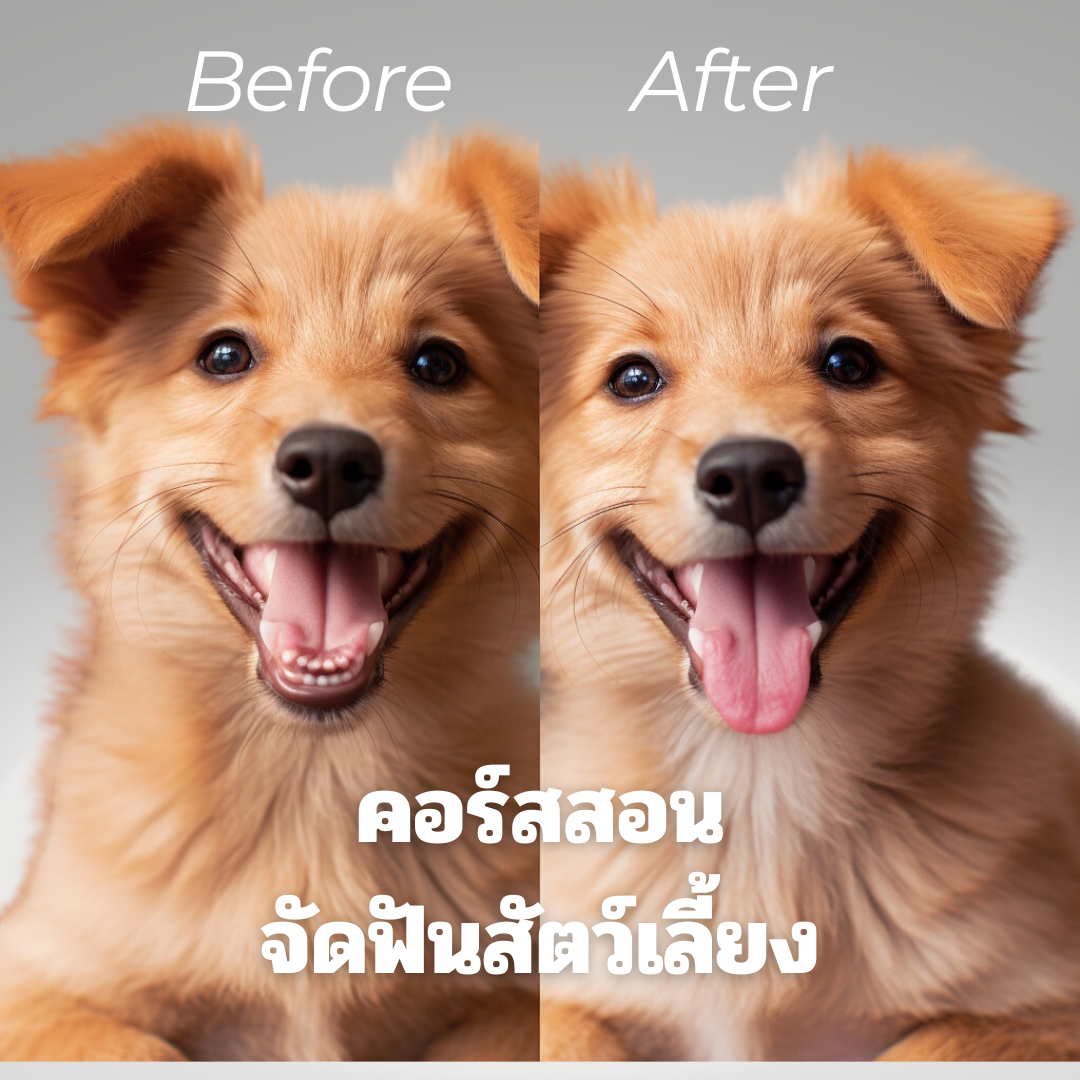 คอร์สสอนผ่าตัดจัดฟันสัตว์เลี้ยง