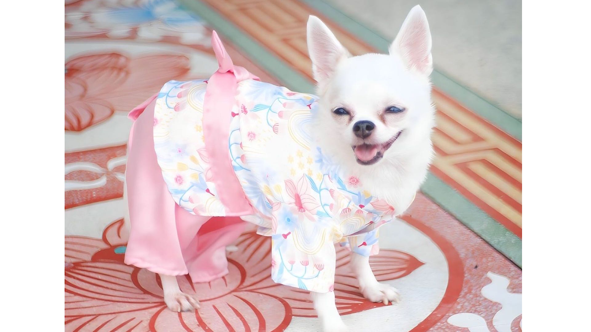  ชุดน้องหมา ตัวผู้/ลายดอกไม้ชมพู 