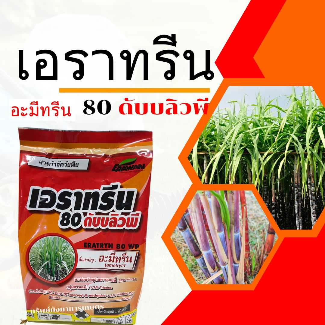 เอราทรีน80 ดับบลิวพี (อะมีทรีน) 1กิโลกรัม ใช้หลังวัชพืชงอกในต้นพืช กำจัดวัชพืชประเภทใบแคบ-ใบกว้าง